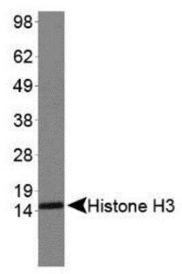 Western Blot: Histone H3 [Dimethyl Lys4, Sym-dimethyl Arg2] AntibodyBSA Free [NB21-1202]